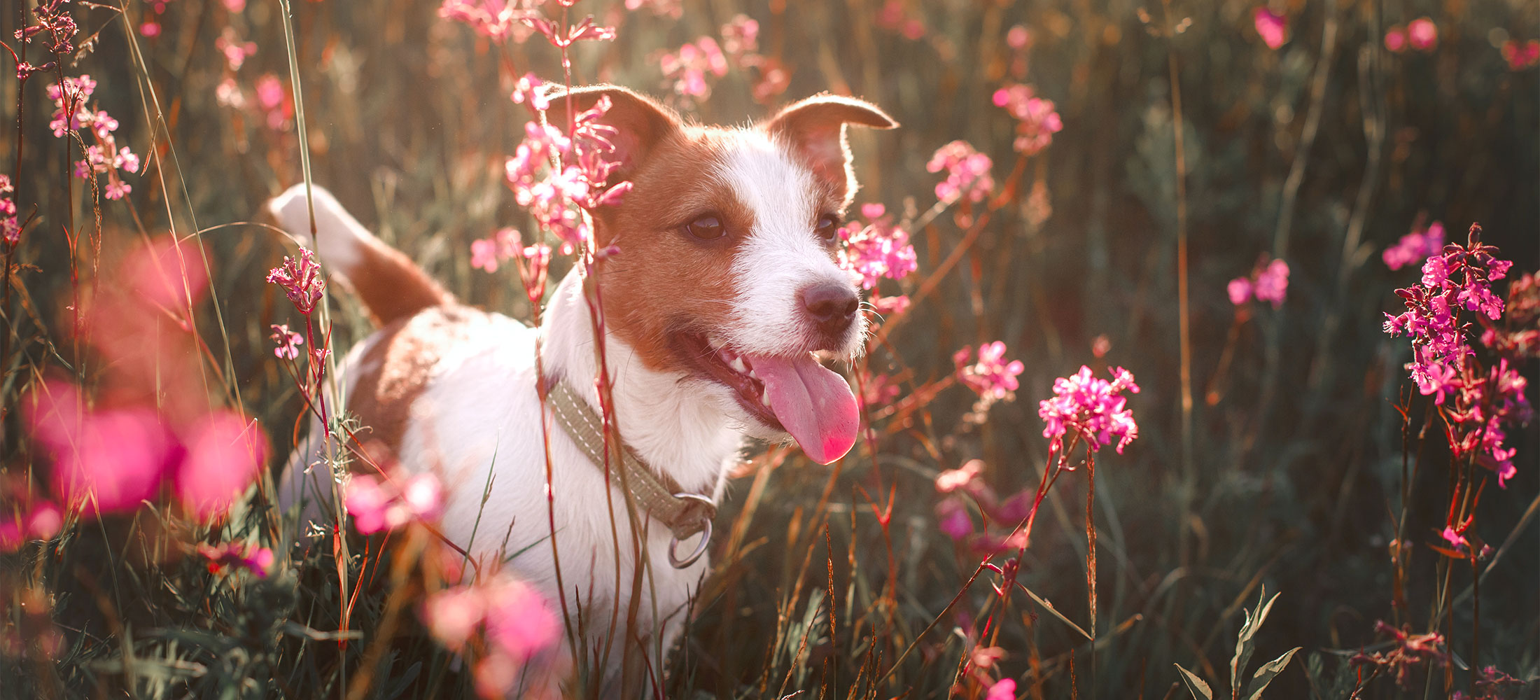 houndstooth dog teeth cleaning