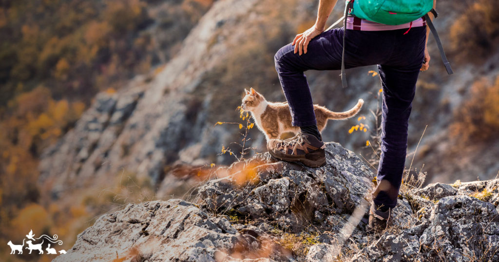 person hiking with cat
