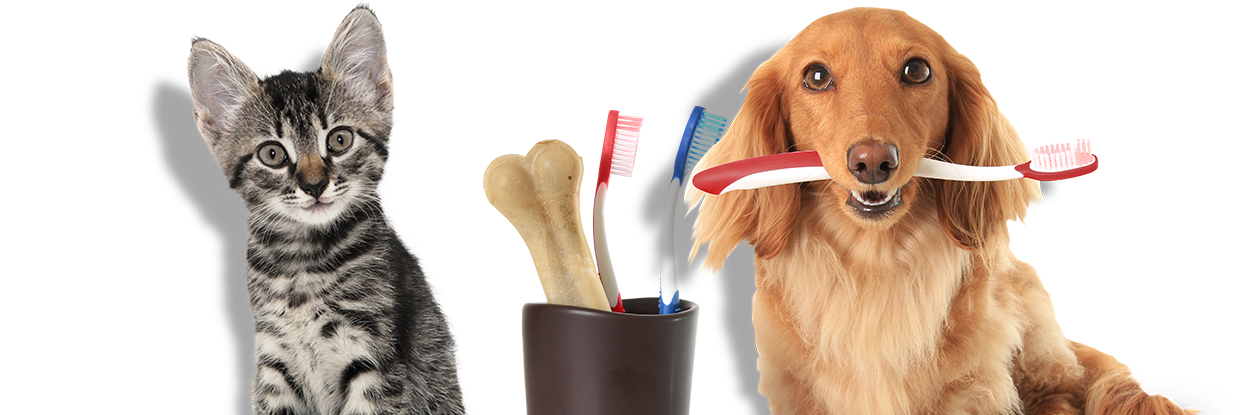 kitten and dog with tooth brushes