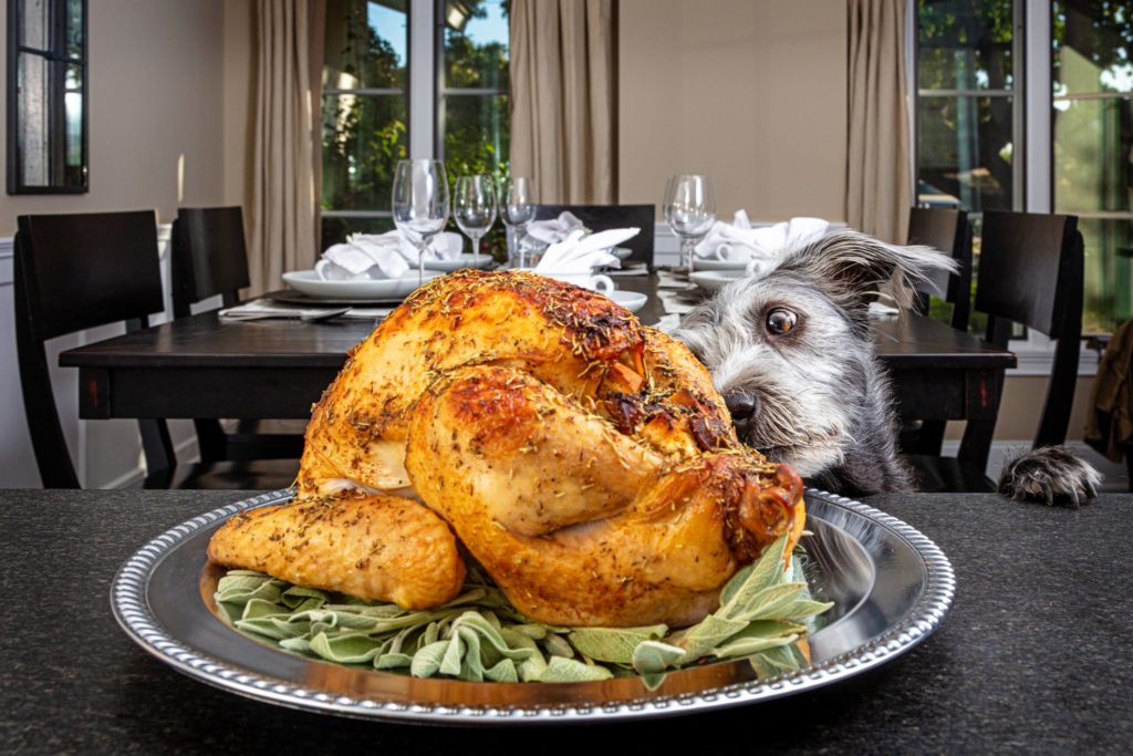 dog looking at cooked turkey on the table