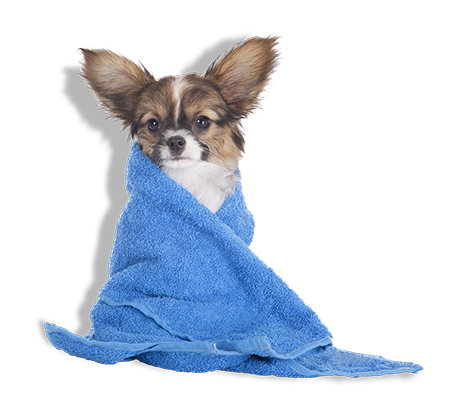 dog wrapped in towel