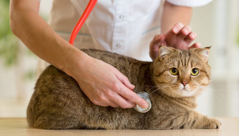 veterinarian checking cat