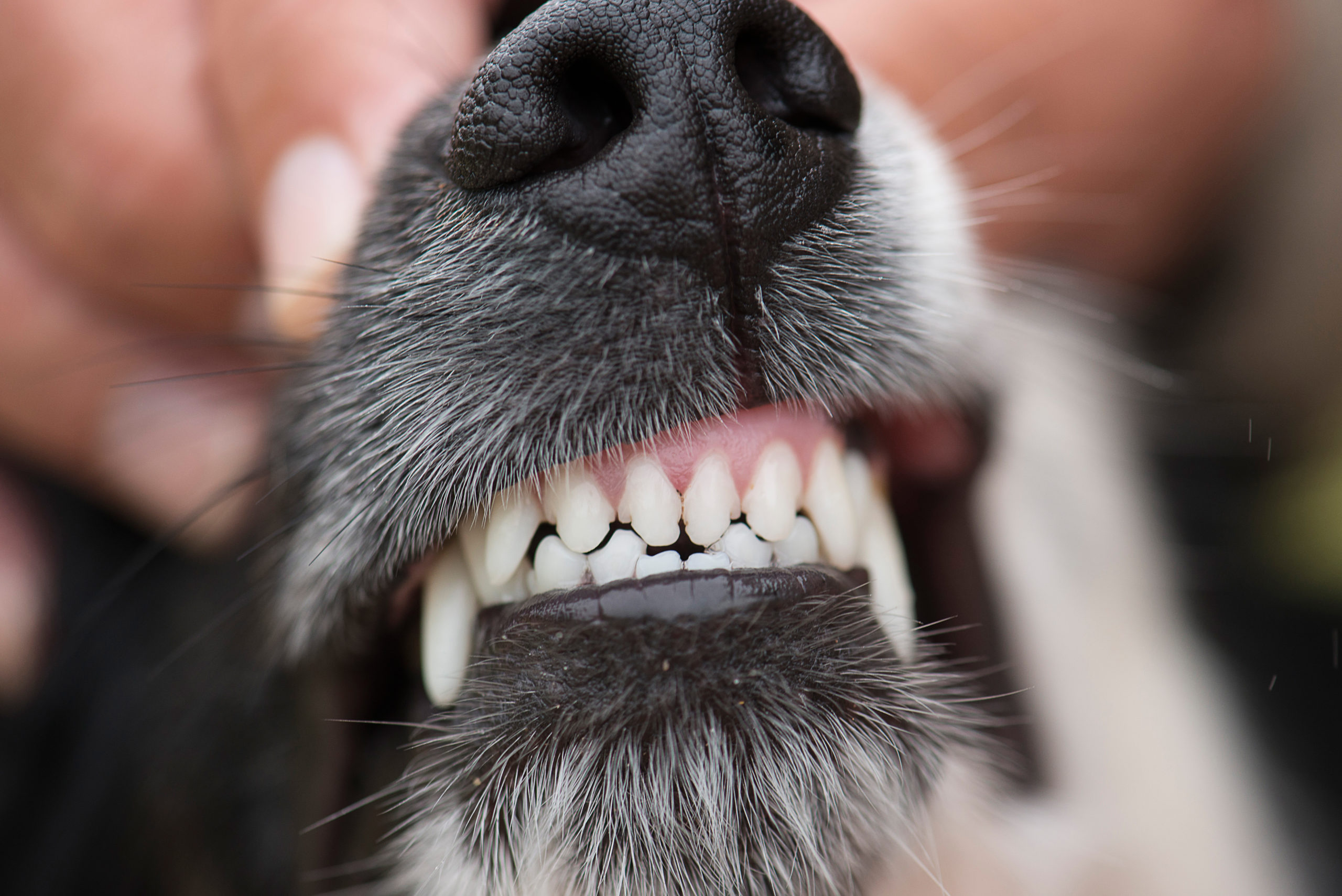 how to keep dogs teeth white