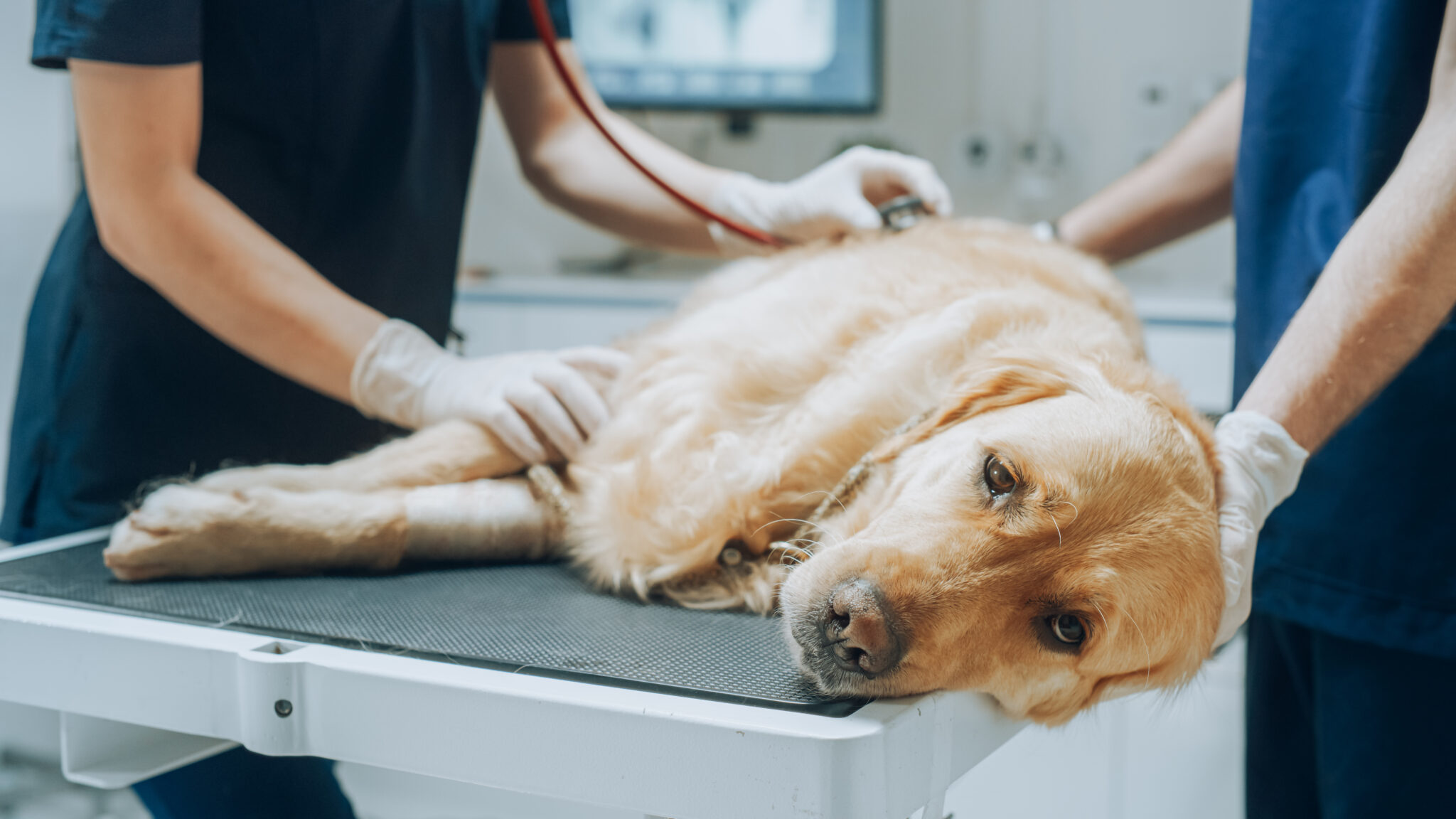 Symptoms of Pancreatitis in Dogs | Little Silver Animal Hospital