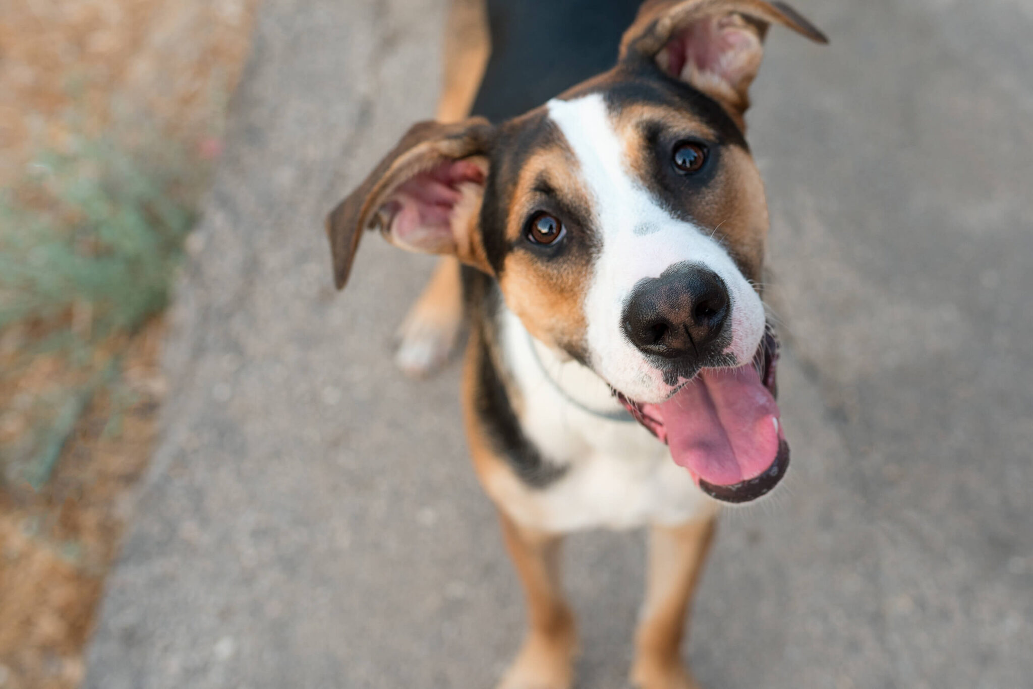 how-often-does-a-dog-need-a-rabies-shot-little-silver-animal-hospital