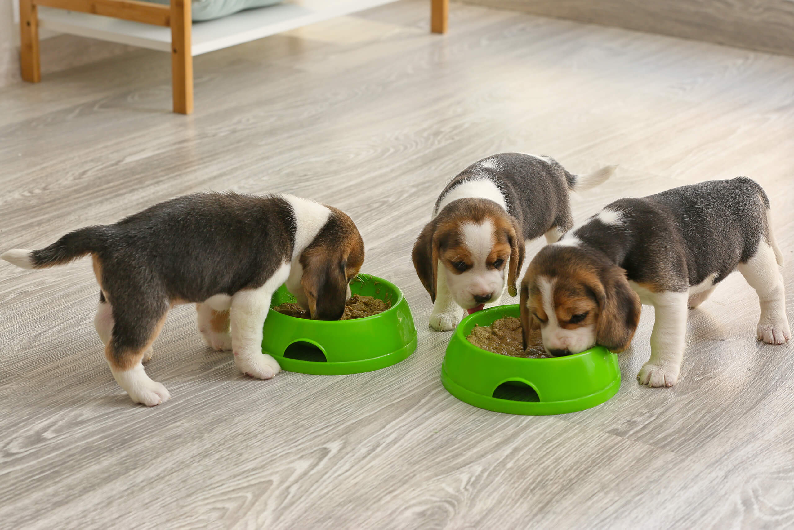 Beagle puppy food amount best sale