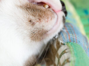 close-up-image-of-acne-on-cat's-chin