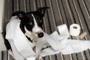 dog-wrapped-in-toilet-paper-sitting-next-to-unused-rolls