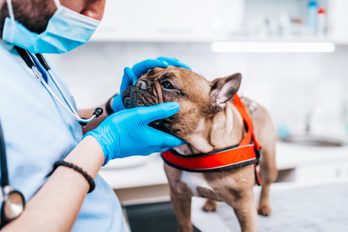 male-vet-wearing-gloves-and-face-mask-while-examining-french-bulldog's-face