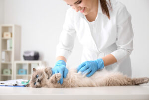 female-vet-examining-cat-at-clinic