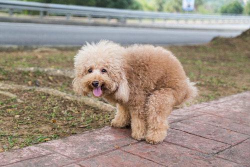 dog-squatting-on-sidewalk-to-poop