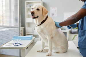 male-vet-examining-labrador-retriever's-skin-at-clinic