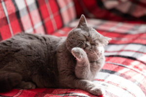A gray British shorthair cat lays in a patch of sun on the red and black plaid couch and grooms itself