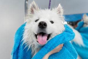close up of Samoyed dog as groomer dries him off with a blue towel