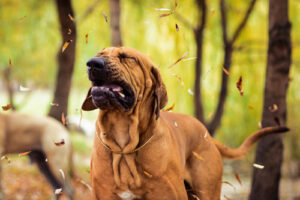 Brazilian Mastiff dog sneezing while outside