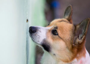 corgi dog closely watching a bee