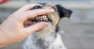 owner examining dog's dirty teeth