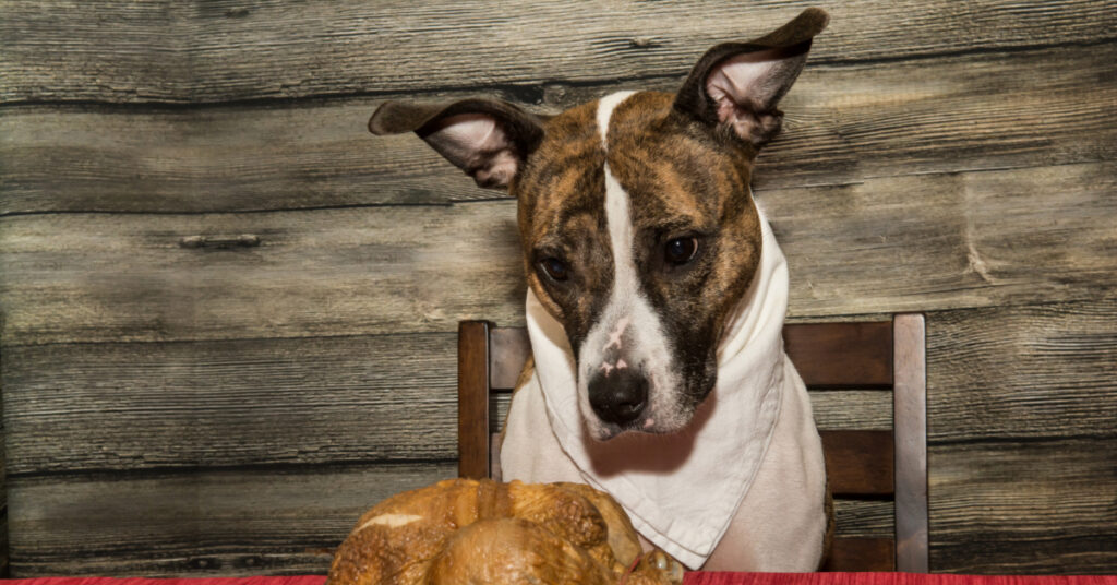 mixed breed dog sitting in a chair at the table in front of a turkey dinner staring at the turkey