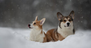 two corgi dogs standing in the snow outside