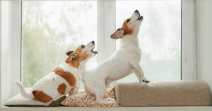 two small dogs in a window barking and howling