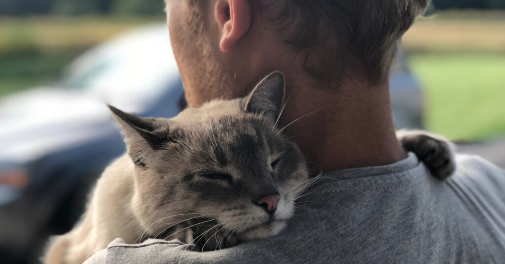 cat clinging to male owner
