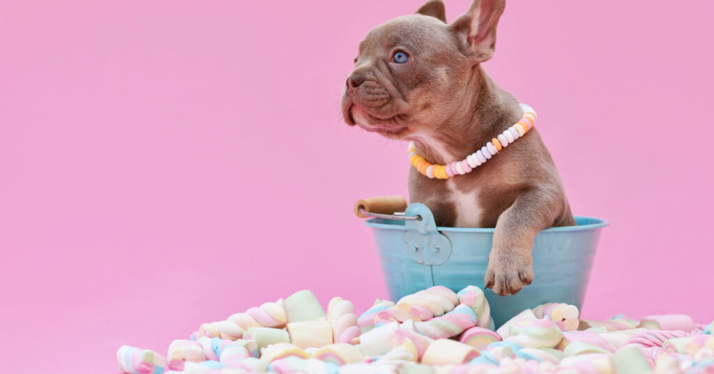 French bulldog puppy sitting in a bucket surrounded by marshmallows against a pink background