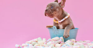 French bulldog puppy sitting in a bucket surrounded by marshmallows against a pink background
