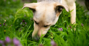 yellow labrador dog eating grass