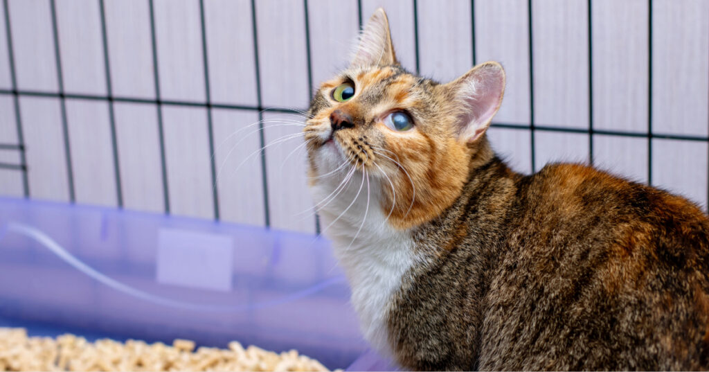 cat sitting outside litterbox inside a wire crate