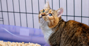 cat sitting outside litterbox inside a wire crate