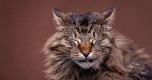 close up of cat sneezing