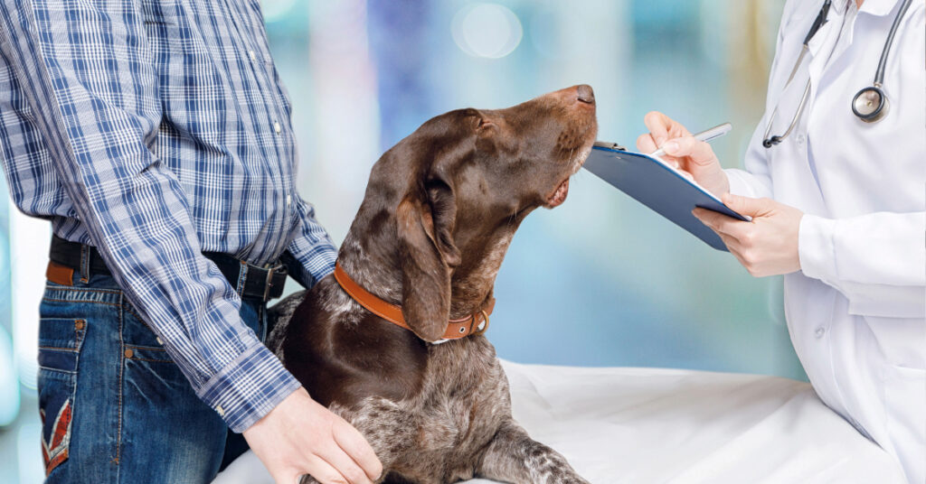 male owner talking with female vet about dog during appointment at the clinic