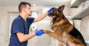 male vet checks German shepherd dog's paw at clinic